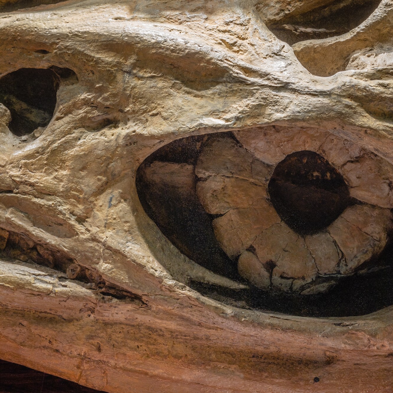 Zbliżenie eksponatu z Muzeum Historii Naturalnej. Duże zbliżenie na obiekt podobny do czaszki z tajemniczym okiem. 